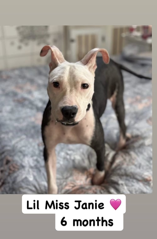 JANIE - American Staffordshire Terrier available for adoption