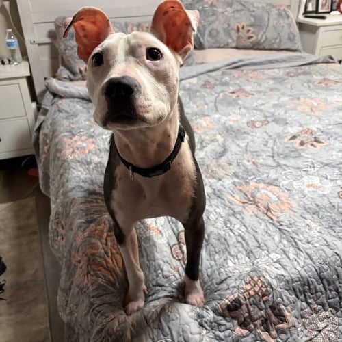 JANIE - American Staffordshire Terrier available for adoption