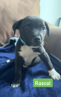 Rascal - Photo 1