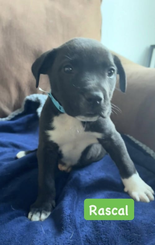 RASCAL - Unknown available for adoption