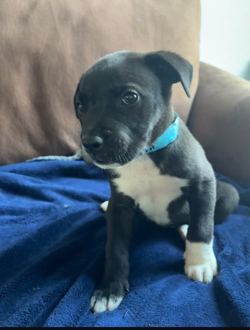 RASCAL - Unknown available for adoption