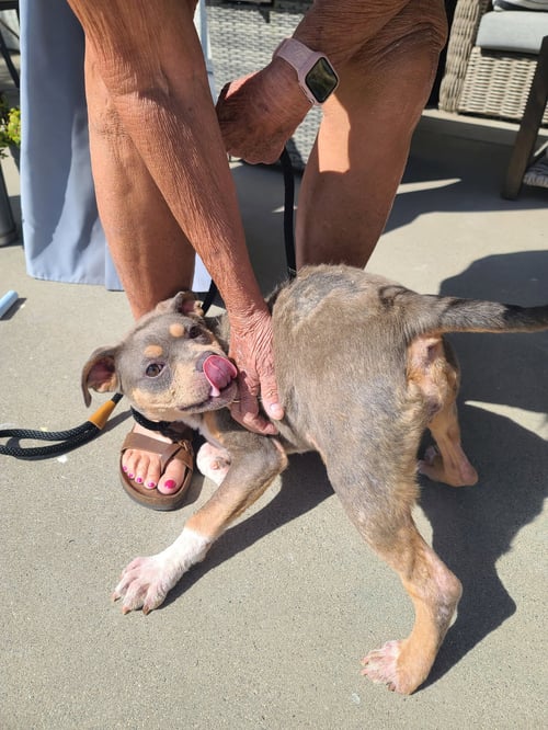 JUNE - American Staffordshire Terrier available for adoption