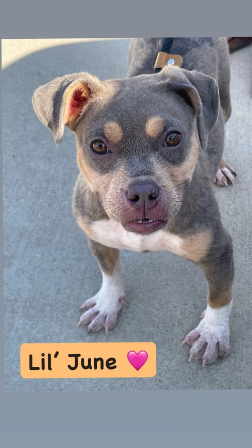 JUNE - American Staffordshire Terrier available for adoption