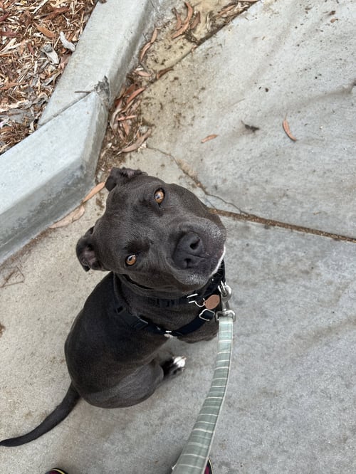 SUKI **COURTESY LISTING** - American Staffordshire Terrier available for adoption