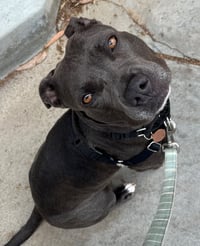 Suki **Courtesy Listing** - Photo 1