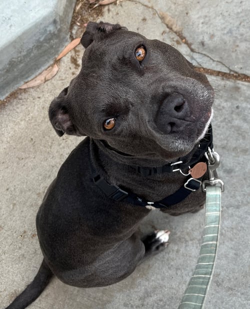 SUKI **COURTESY LISTING** - American Staffordshire Terrier available for adoption