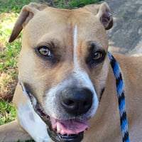 Ginger - Photo 6