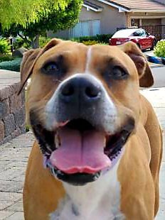 GINGER - American Staffordshire Terrier available for adoption