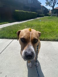 Ginger - Photo 18
