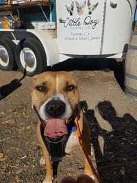 Ginger - Photo 12