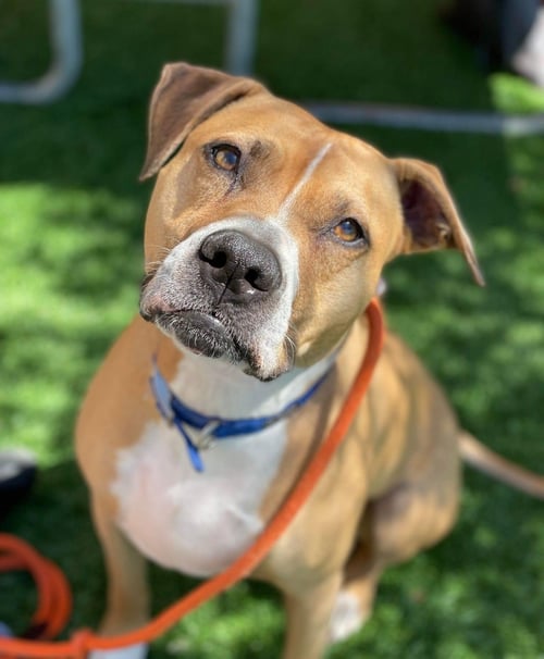 GINGER - American Staffordshire Terrier available for adoption