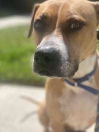 Ginger - Photo 16