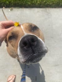 Ginger - Photo 17