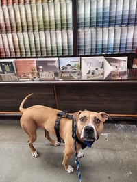 Ginger - Photo 8