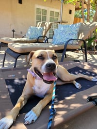 Ginger - Photo 19