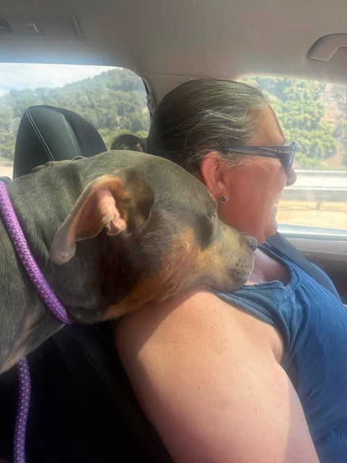 PEANUT - American Staffordshire Terrier available for adoption