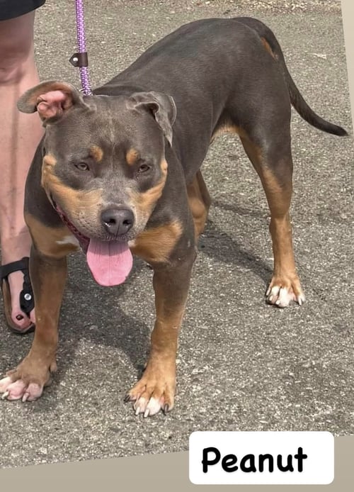 PEANUT - American Staffordshire Terrier available for adoption
