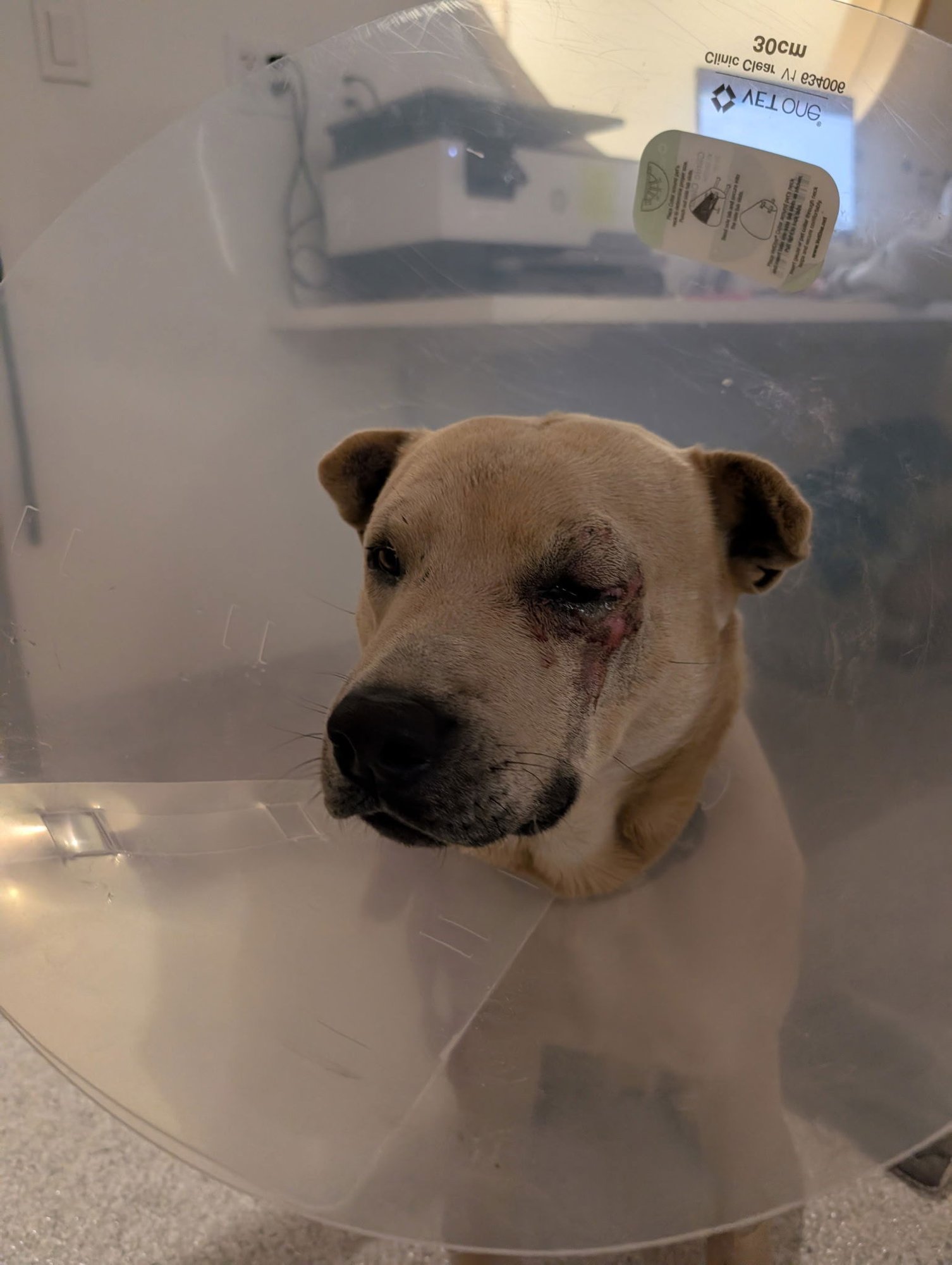 SIMBA - Labrador Retriever available for adoption