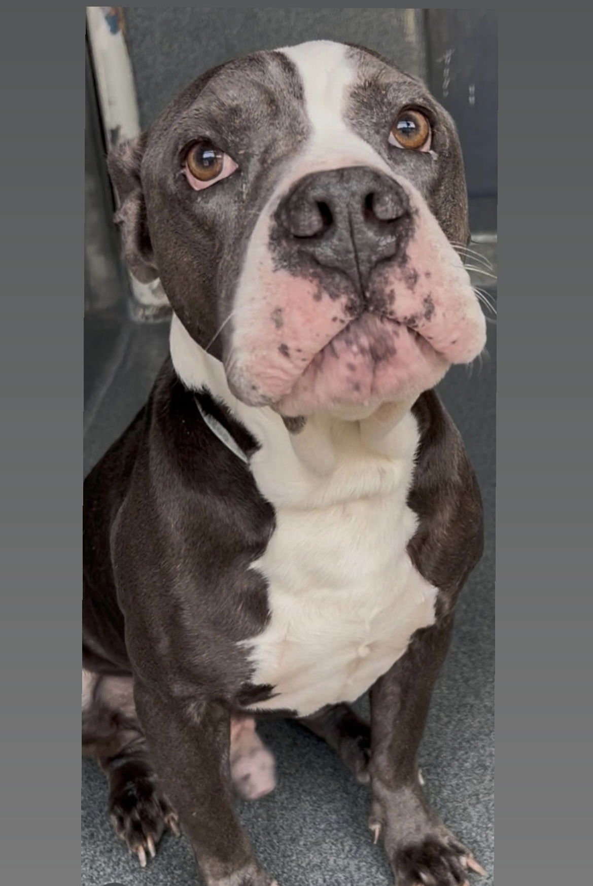 TWILIGHT - American Staffordshire Terrier / Boxer available for adoption