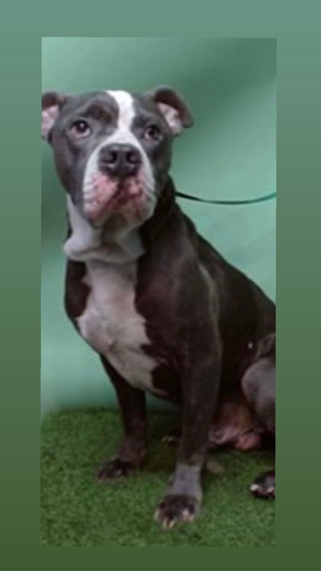 TWILIGHT - American Staffordshire Terrier / Boxer available for adoption