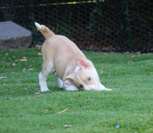 HOPE - *COURTESY LISTING* - Husky available for adoption