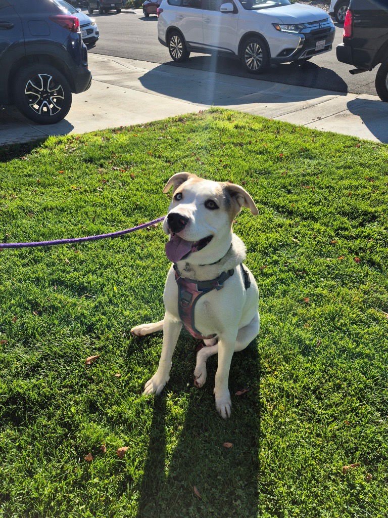 Oreo  **Facilitated Adoption** - Photo 3