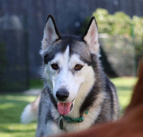ASHA  **COURTESY LISTING** - Siberian Husky available for adoption