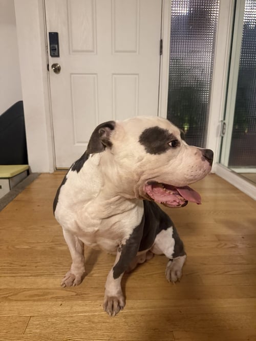 HIPPO - American Staffordshire Terrier available for adoption