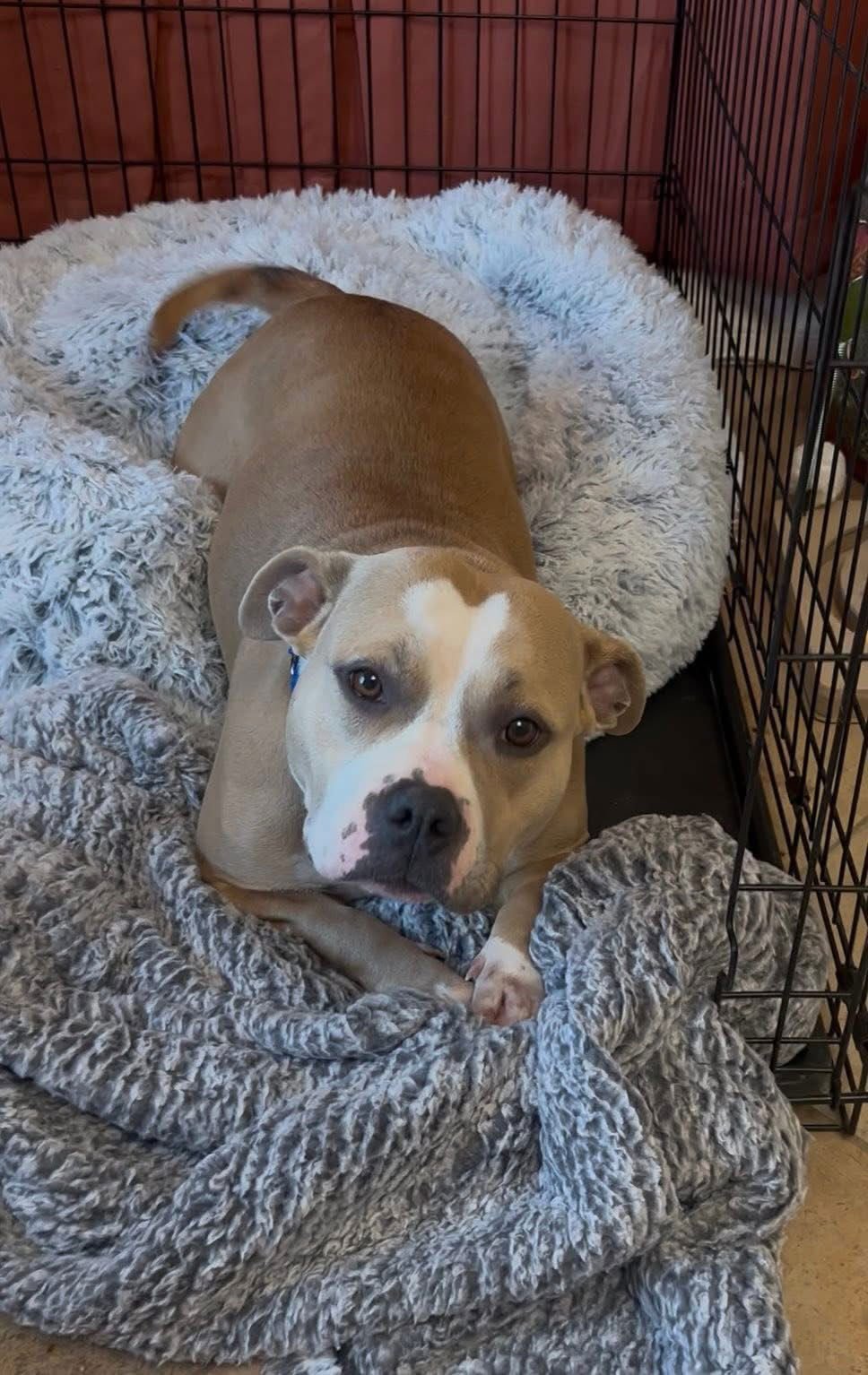 Honey Bear - Photo 3