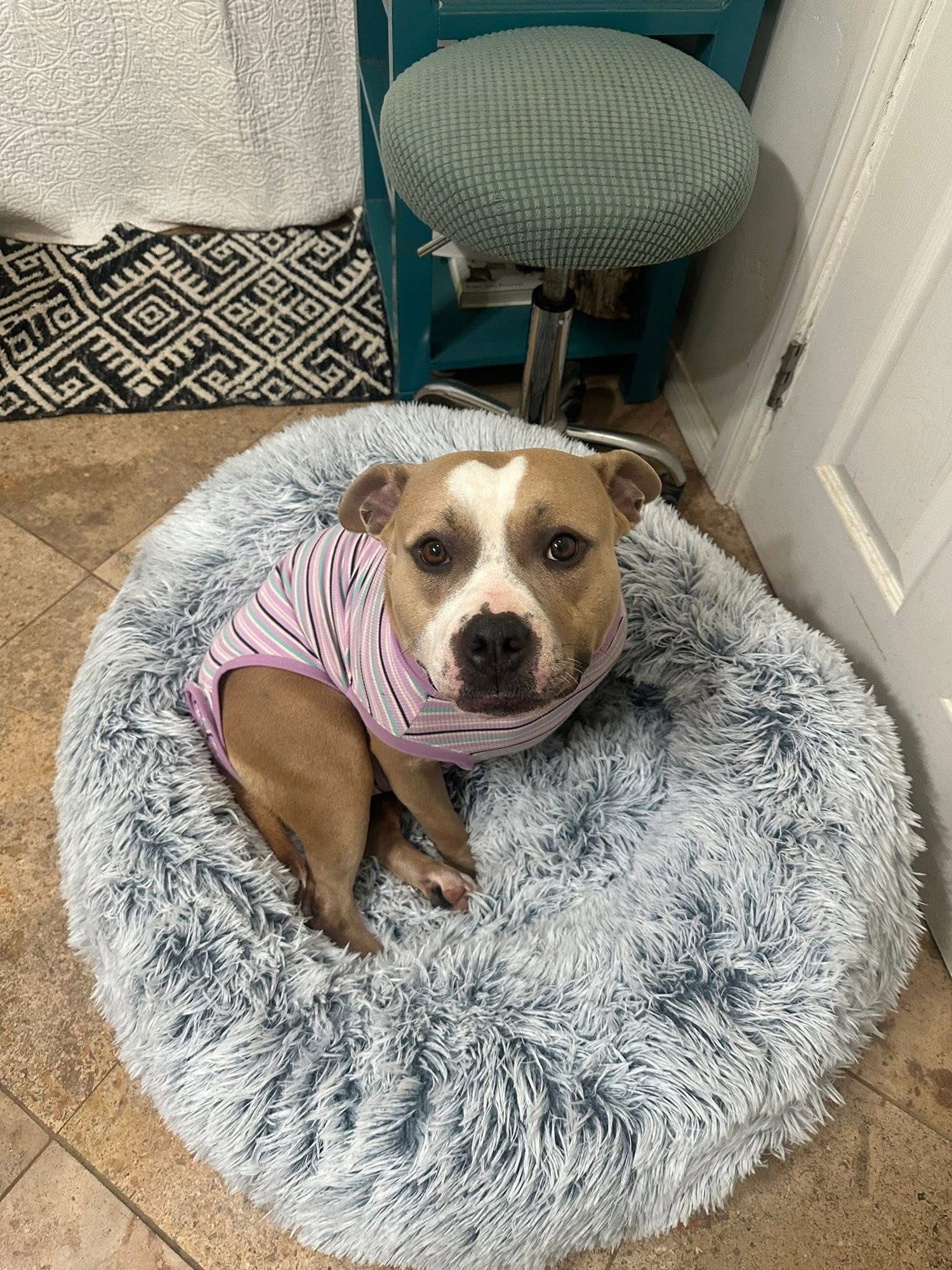 Honey Bear - Photo 4