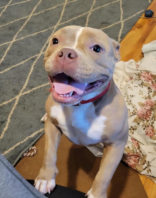 KARMA - Staffordshire Bull Terrier available for adoption