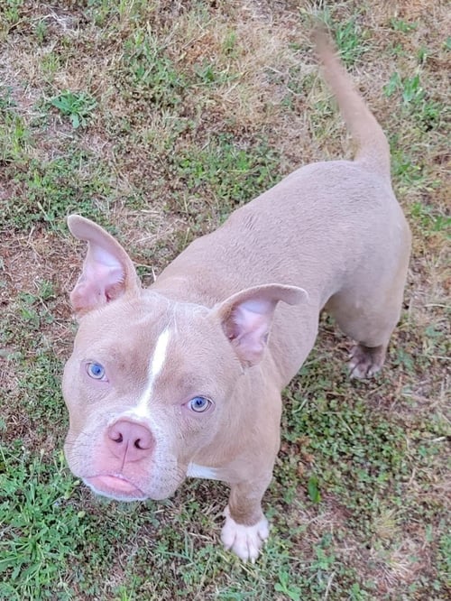 KARMA - Staffordshire Bull Terrier available for adoption