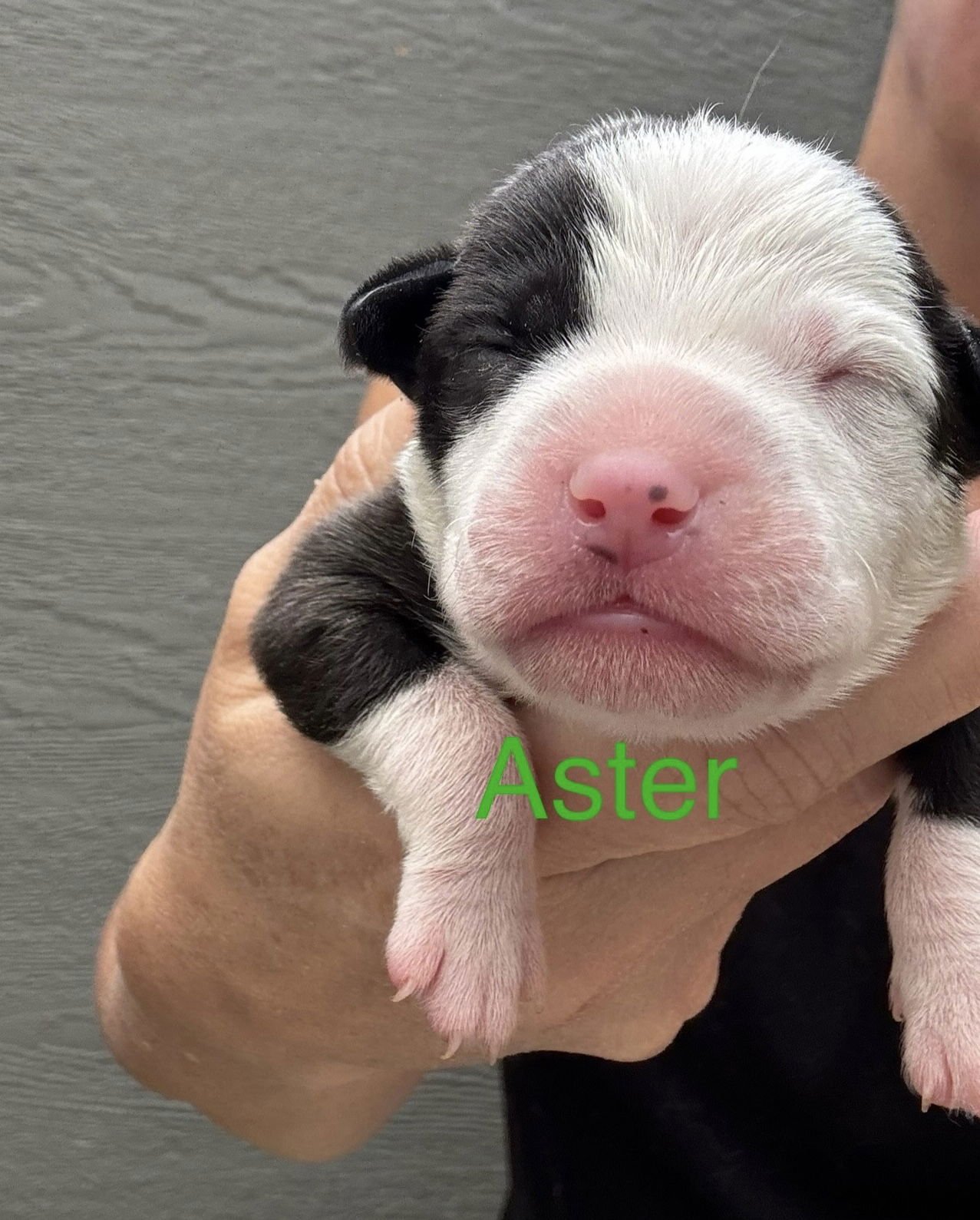 LILLY’S FLOWERS - ASTER - American Staffordshire Terrier available for adoption