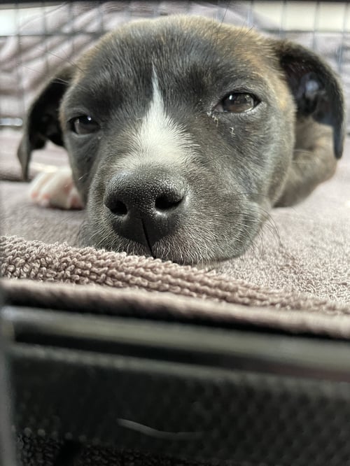 BRONX - American Staffordshire Terrier available for adoption