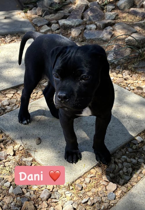 DANI - American Staffordshire Terrier available for adoption