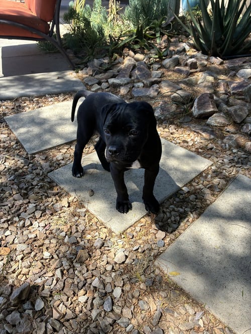 DANI - American Staffordshire Terrier available for adoption