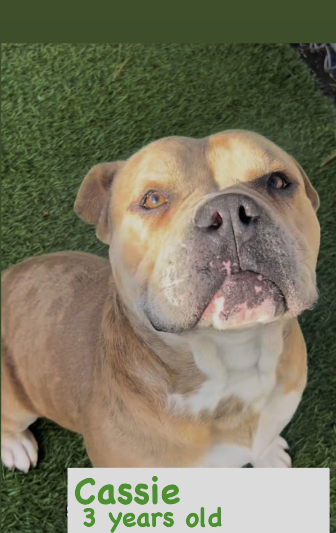 CASSIE - American Staffordshire Terrier available for adoption