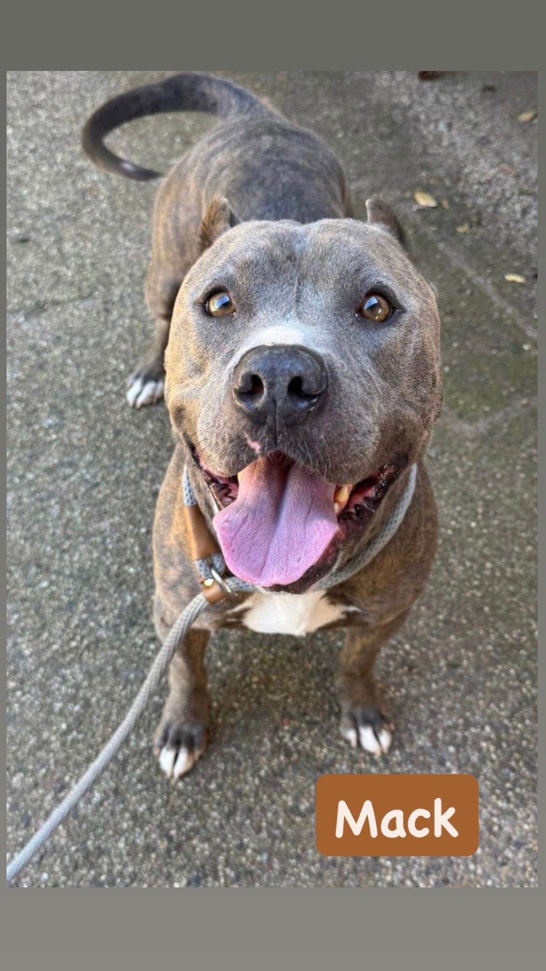 MACK - American Staffordshire Terrier available for adoption