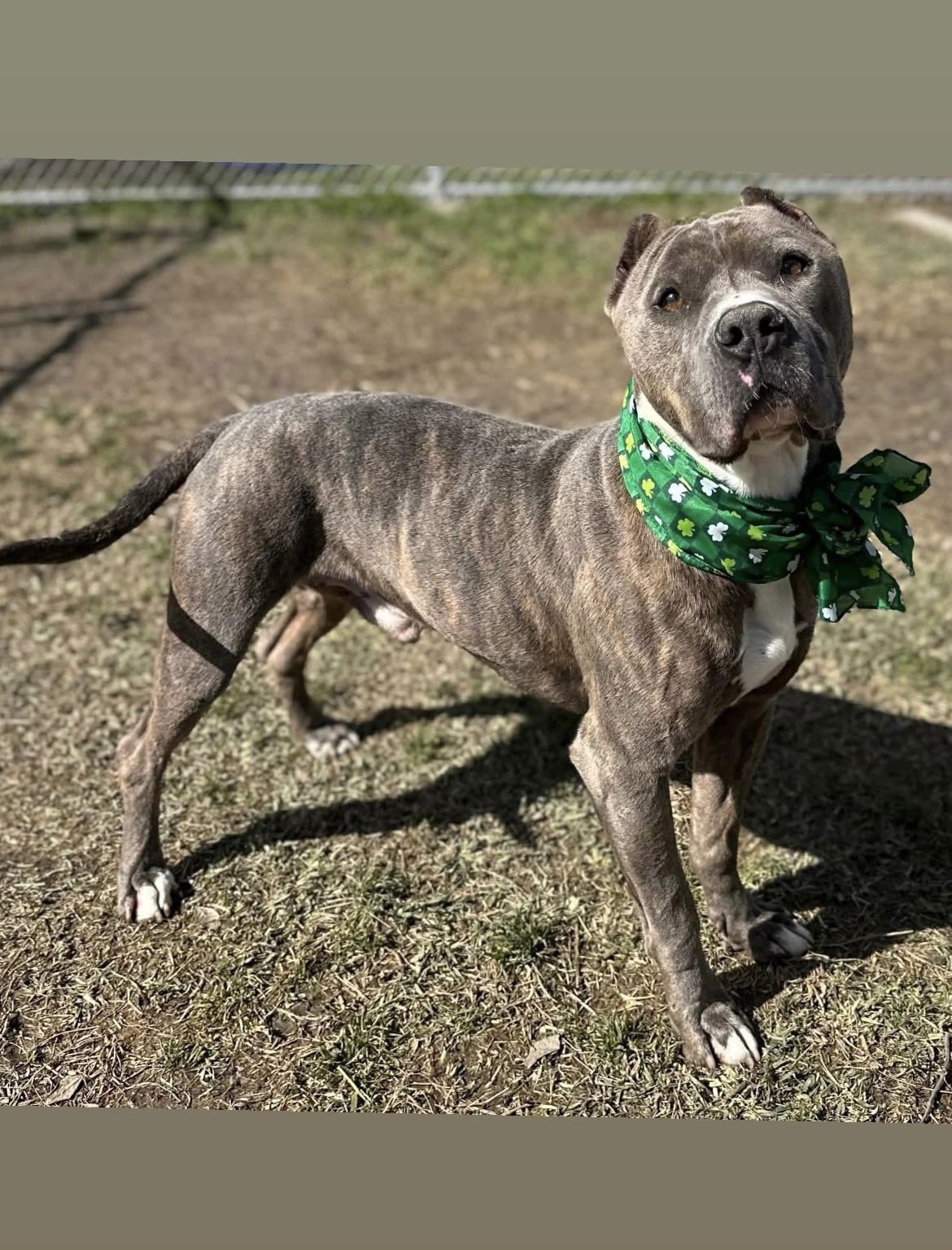 MACK - American Staffordshire Terrier available for adoption