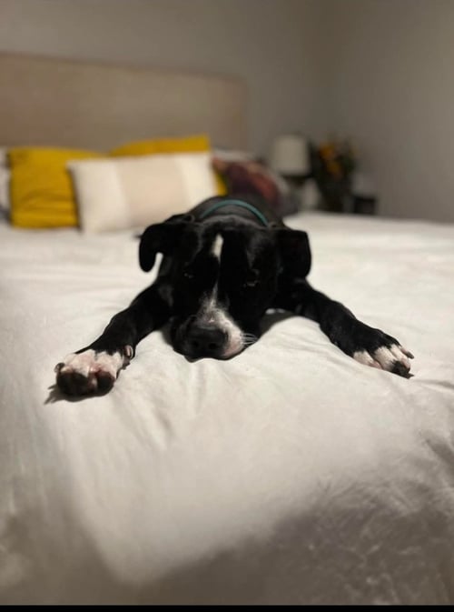 NICHOLAS - American Staffordshire Terrier available for adoption
