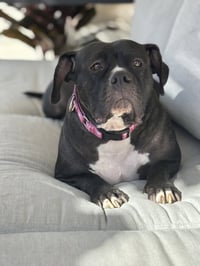 Tallulah - Photo 13