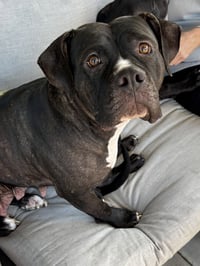 Tallulah - Photo 10