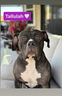 Tallulah - Photo 2