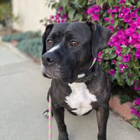 Tallulah - Photo 17