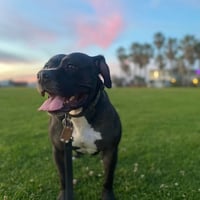 Tallulah - Photo 16