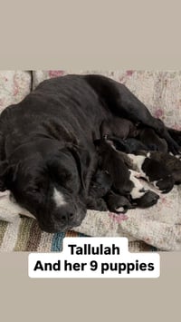 Tallulah - Photo 5