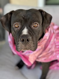 Tallulah - Photo 12