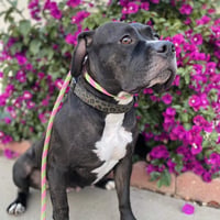 Tallulah - Photo 15