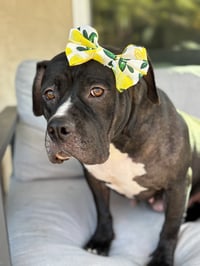 Tallulah - Photo 11