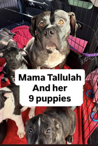 Tallulah - Photo 4